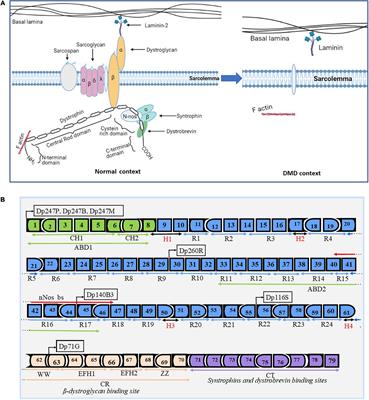 Frontiers Therapeutic Strategies for Dystrophin Replacement in